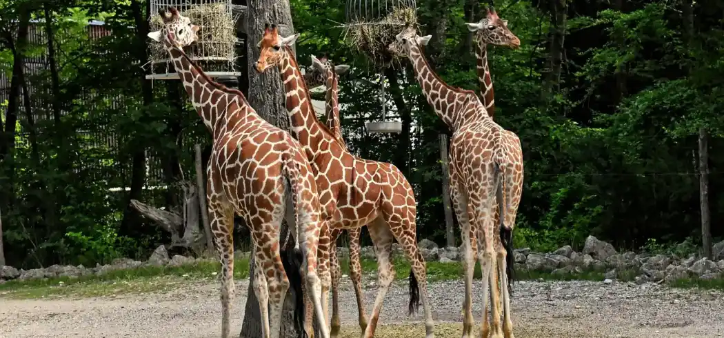 Foto - Nächte München