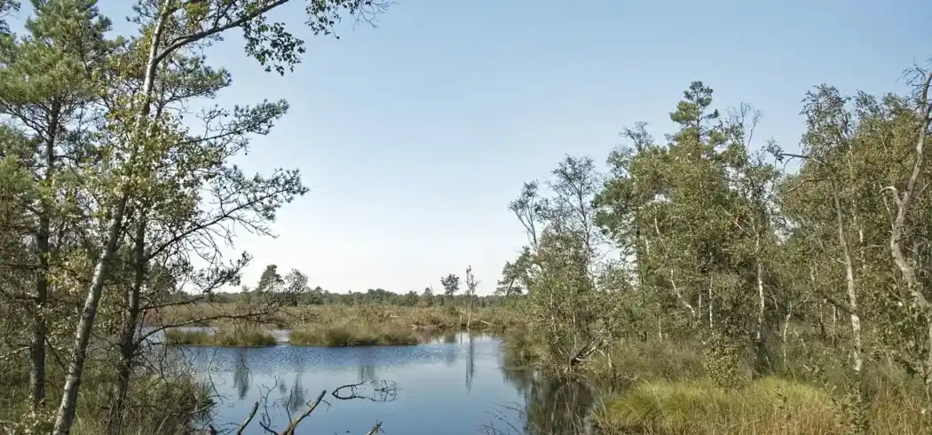 Foto - Nächte Lüneburger