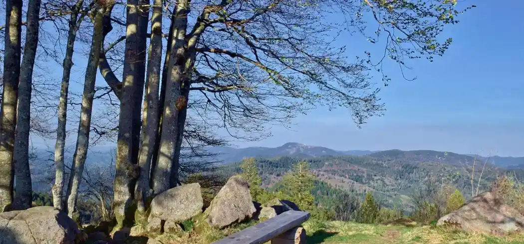 Nächte Schwarzwald - Bild 1