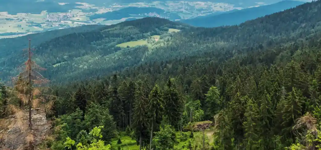 Foto - Bayerischer Wald