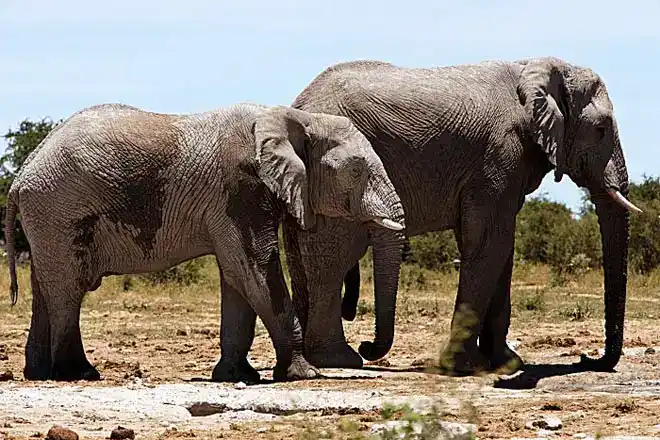 Foto - Botswana Tägige