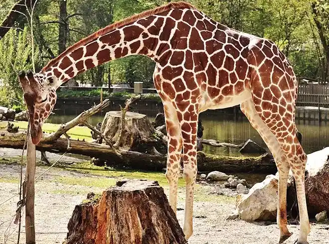 Foto - Erlebniszoo Hannover