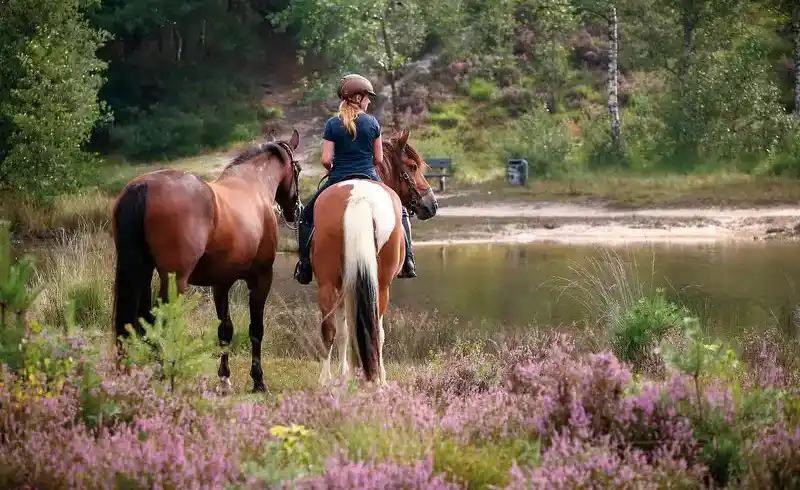 Foto - Familienurlaub Reiterhof