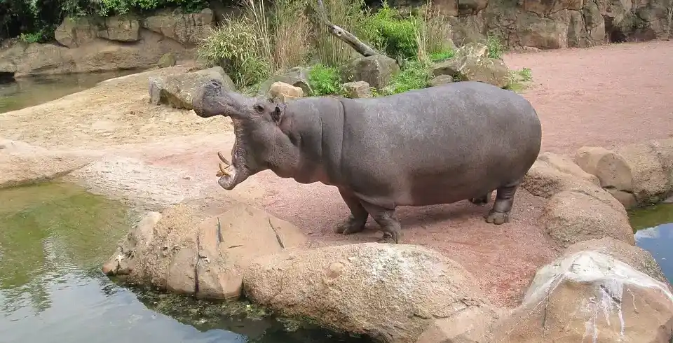 Foto - Hannover Hotel