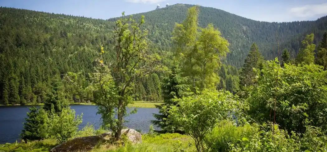 Foto - Landhotel Arber