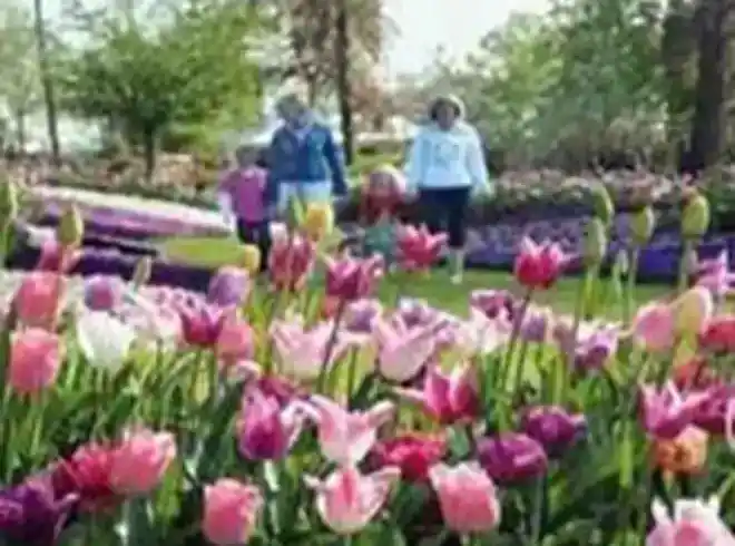 Foto - Keukenhof Eintrittskarte