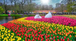 Keukenhof besuchen im April