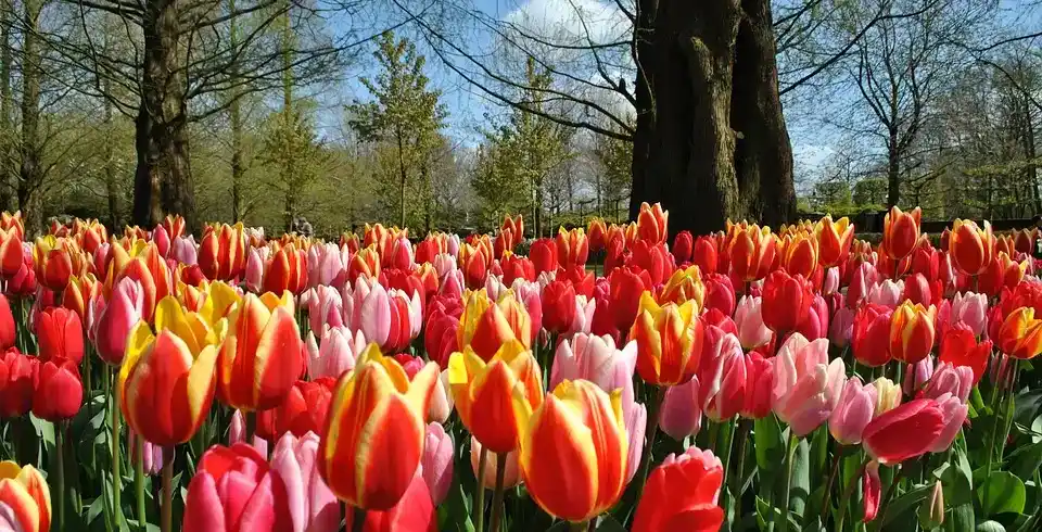 Foto - Keukenhof Erleben