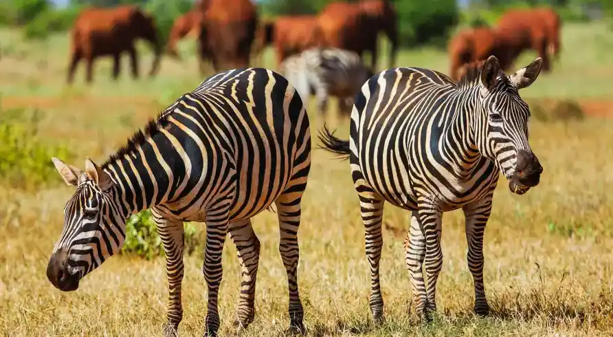 Foto - Kleingruppen-Rundreise Kenia und Baden