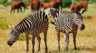 14-tägige Kleingruppen-Rundreise Kenia und Baden