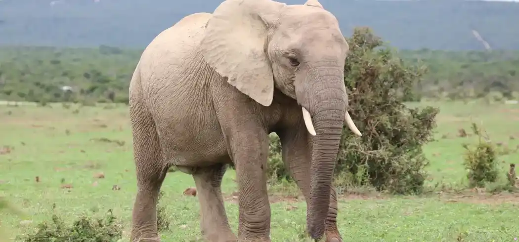 Foto - Kleingruppenrundreise Südafrika