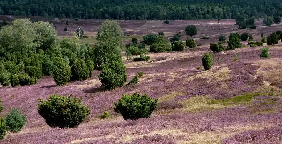 Foto - Naturpark Dübener