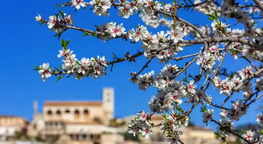 Foto - Mandelblüte Mallorca