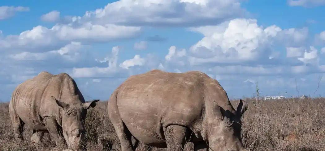 Foto - Rundreise Südafrika