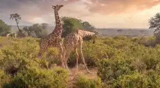 Südafrika Rundreise mit Ausflugspaket