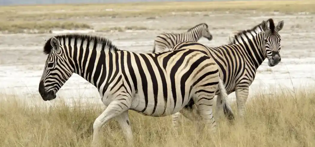 Foto - Namibia Rundreise