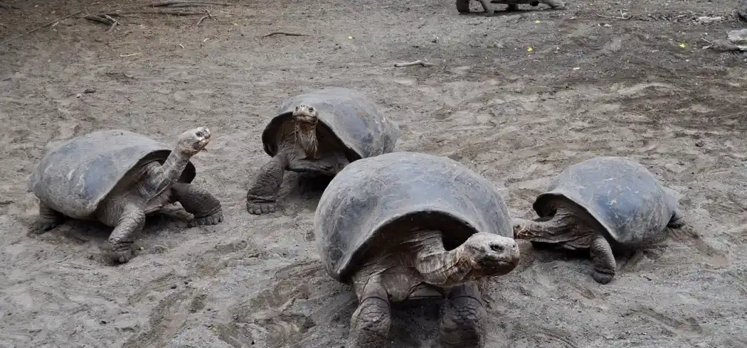Foto - Ecuador Galapagos