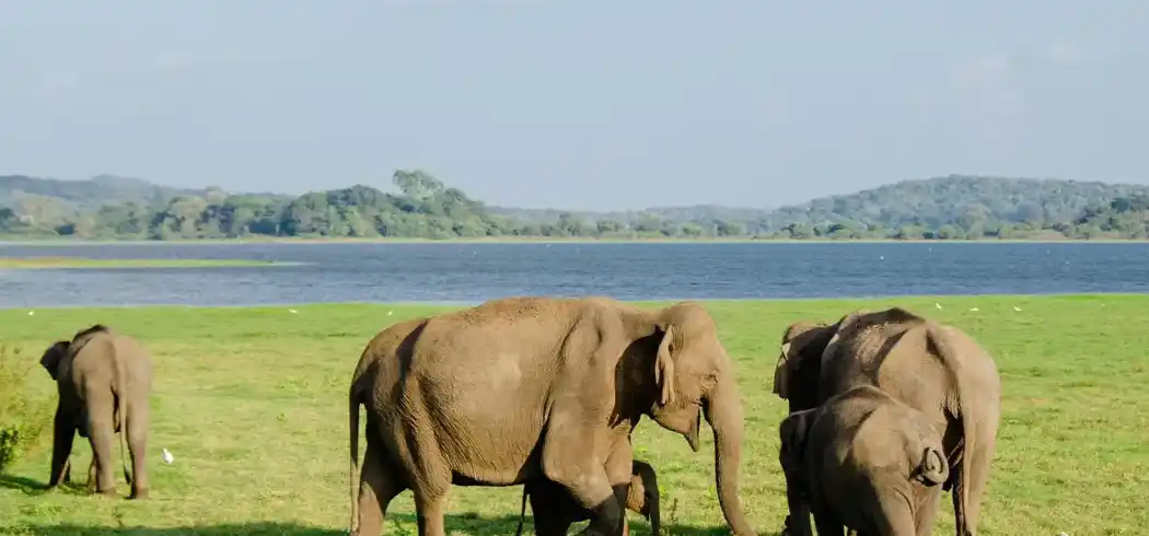 Foto - Rundreise Sri Lanka