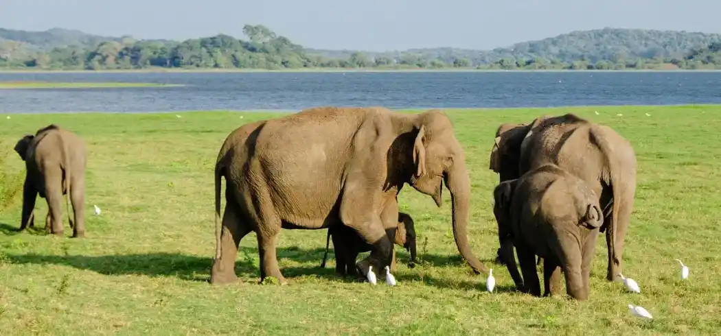 Foto - Rundreise & Baden Sri Lanka an der Westküste