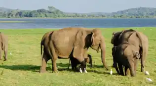 Rundreise & Baden Sri Lanka an der Westküste