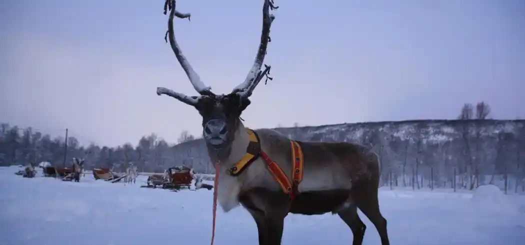 Foto - Rundreise Finnland Wintermärchen in Lappland