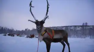 Rundreise Finnland Wintermärchen in Lappland 