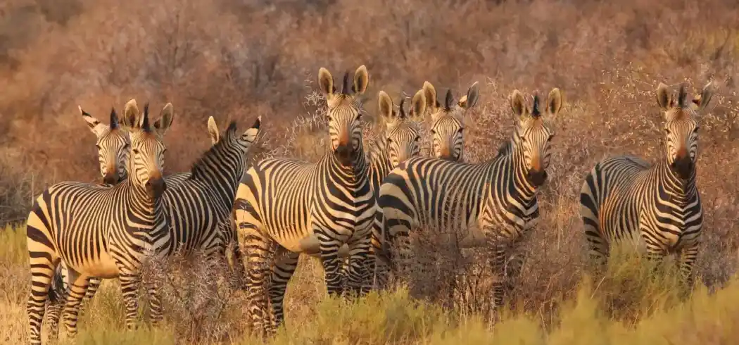 Foto - Rundreise Namibia