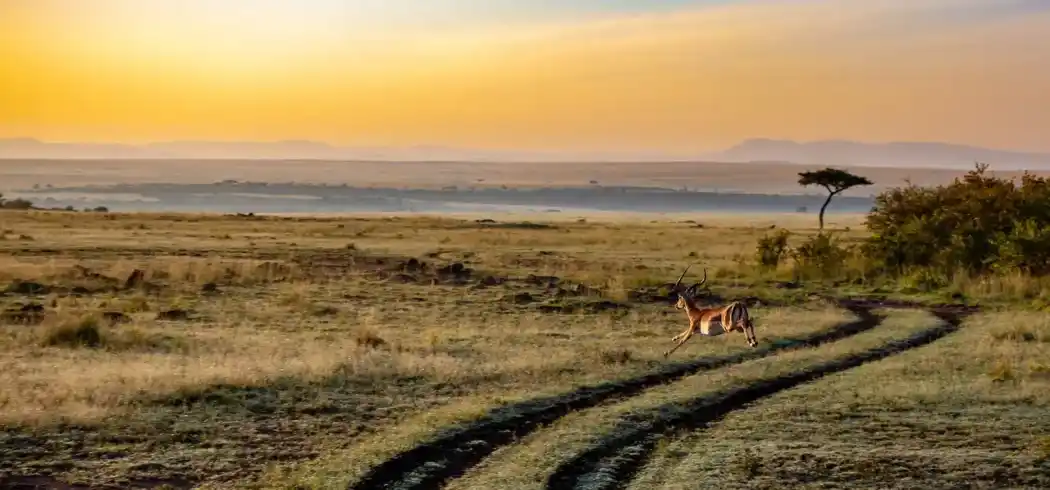 Foto - Rundreise Tansania