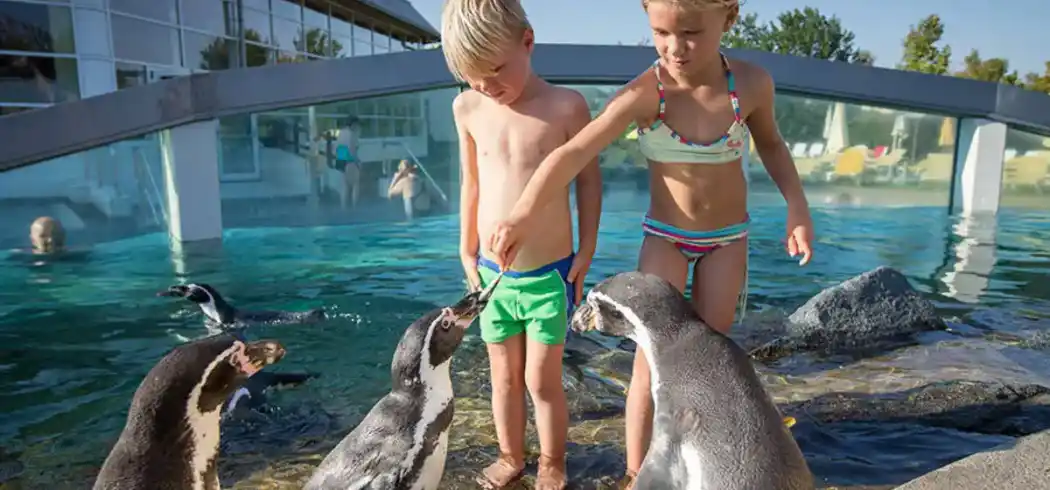 Foto - Schwimmen Pinguinen