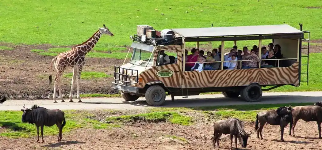 Eine Safari-Fahrt auf dem Serengeti-Safari-Park Hodenhagen. Ein Fahrzeug mit einer Zebra-Musterung transportiert eine Gruppe
