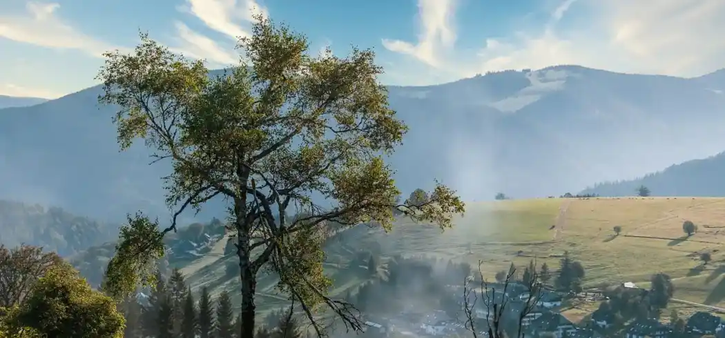 Foto - Silvester Schwarzwald