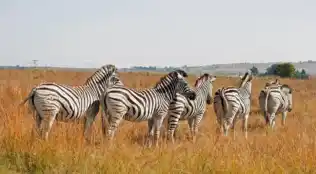 Südafrika Rundreise mit Ausflugspaket