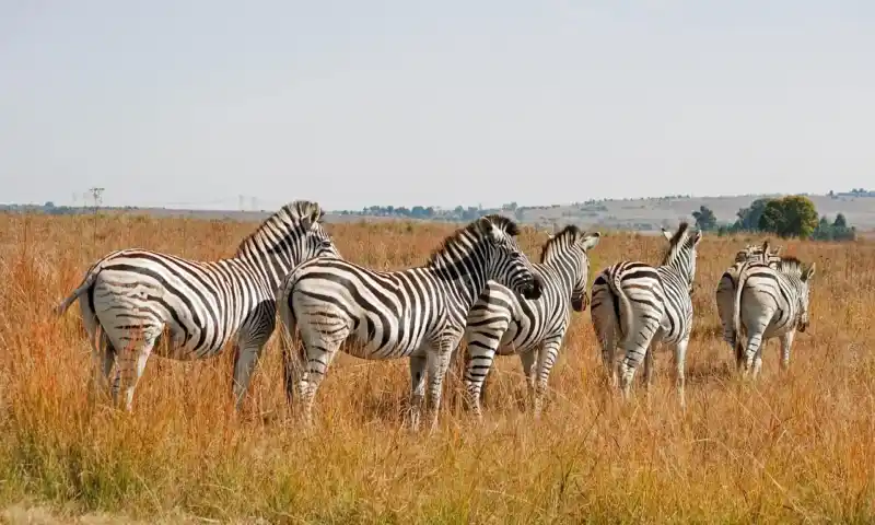 Südafrika Rundreise 16-tägig mit großen Ausflugspaket