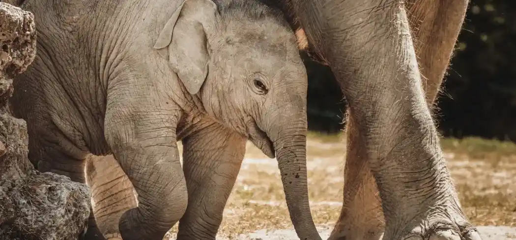 Foto - Ticket Tierpark