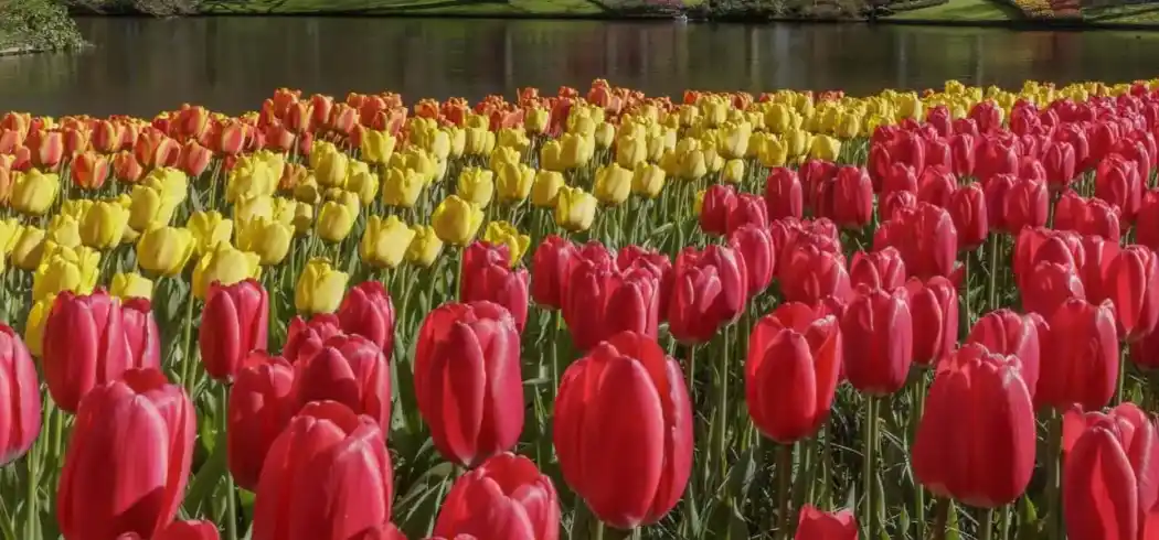 Foto - Tulpenblüte in Holland 2026