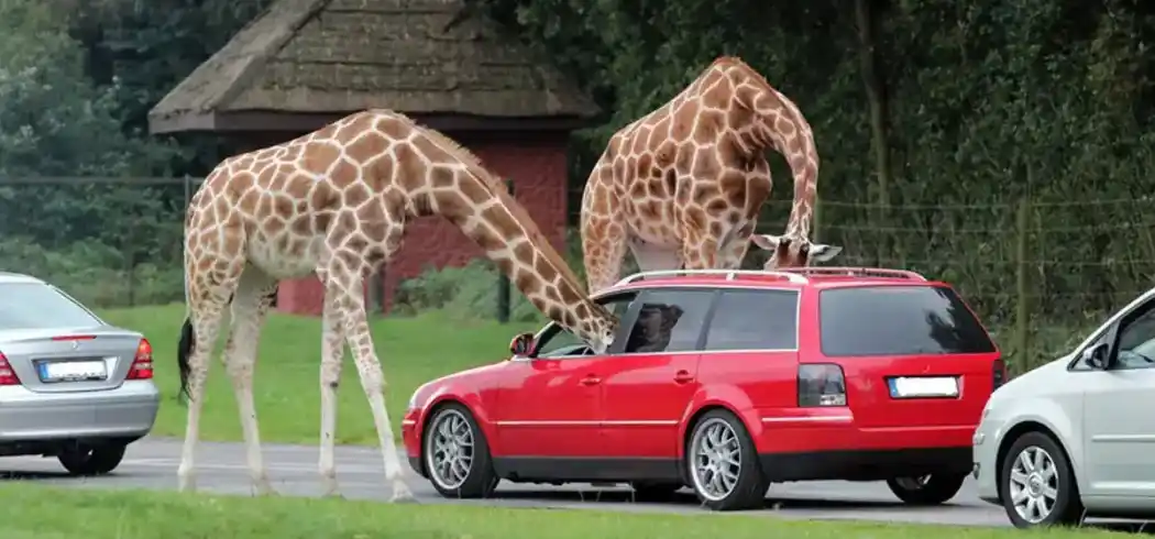 Foto - Lüneburger Heide