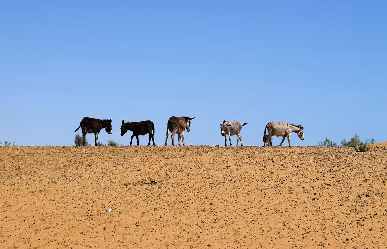 Aufnahme - Usbekistan Rundreise