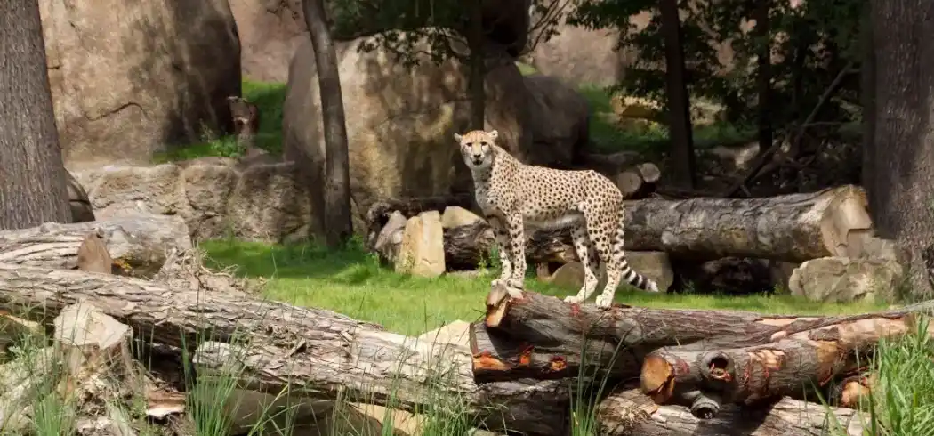 Zoo Leipzig Ticket - Bild 1