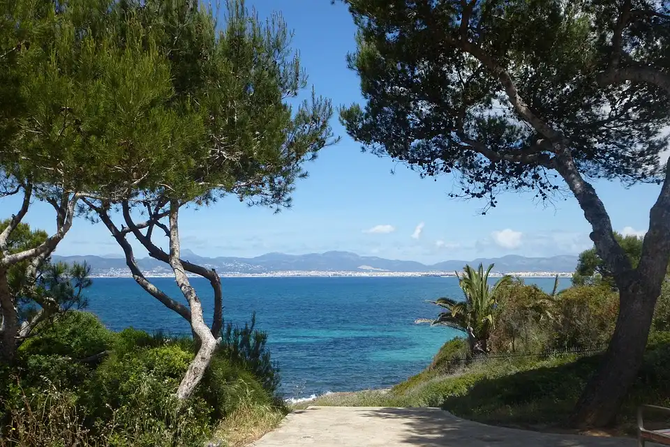 Galerie - Mandelblüte Mallorca